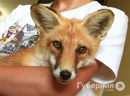 Квартира в Хабаровске стала домом для лисы