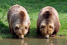 Медведи совсем потеряли страх в это голодное для них лето в Хабаровском крае