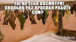 Бабочки не вылупились из коконов к открытию выставки тропических насекомых в Хабаровске