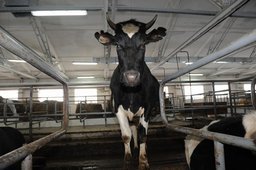 В Хабаровске началась осенняя вакцинация крупного и мелкого рогатого скота