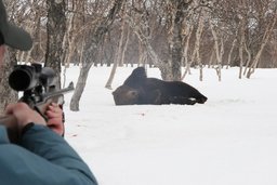 В Хабаровском крае за три месяца отстрелили уже 58 медведей, вышедших в населенные пункты