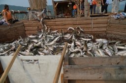 Рыбная отрасль края установила новый рекорд вылова за последние 25 лет