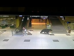 Медведь забежал в торговый центр на Пионерской в Хабаровске (ВИДЕО) Медведь забежал в торговый центр на Пионерской в Хабаровске (ВИДЕО)