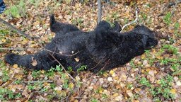 Охотник и медведь убили друг друга в смертельной схватке