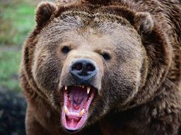 В Тернейском районе Приморья два мальчика пострадали от нападения медведя
