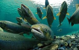 Минвостокразвития готовит предложения по изменению законодательства об аквакультуре
