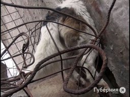 В Хабаровском крае из Центра "Утёс" выпустили на волю енота