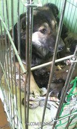 Хабаровские зоозащитники оборудовали новый дом для бездомных животных