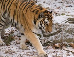С тигра Упорного могут снять электронный ошейник