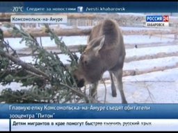 Главную елку Комсомольска-на-Амуре отправили в зооцентр "Питон", на корм местным обитателям