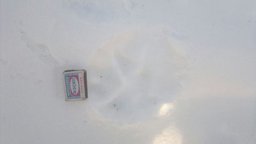 Следы тигра обнаружили в районе села Осиновая речка недалеко от Хабаровска, у одного из местных жителей пропала собака