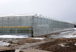 Первый урожай томатов из японского тепличного комплекса поступит на прилавки края в апреле