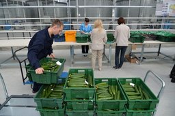 Первый урожай томатов из японского тепличного комплекса поступит на прилавки края в апреле