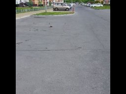 В Хабаровске по улицам крысы пешком ходят