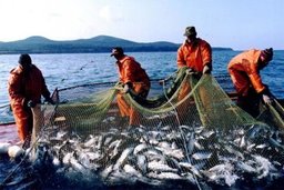 Проблемы рыбаков Дальнего Востока обсудят на совместной коллегии Генпрокуратуры и Минвостокразвития