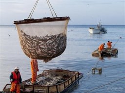 Юрий Трутнев: структура управления рыбохозяйственной отраслью должна быть изменена