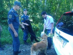 В Хабаровске разыскивают пропавшего грибника