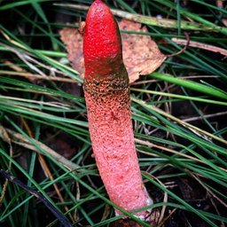 В хабаровских лесах растут удивительные грибы