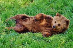 Четверых полугодовалых медвежат оставили у центра реабилитации диких животных